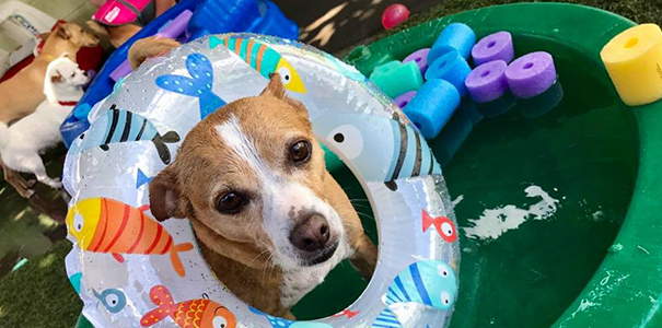 image of dog in the pool
